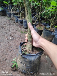 BAHAN SUPER BONSAI BERINGIN KIMENG BERKARAKTER BONSAI SMALL-MEDIUM