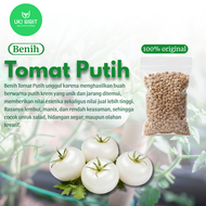( 5 Butir ) Benih Biji Tomat Putih | White Tomato | White Great Tomato