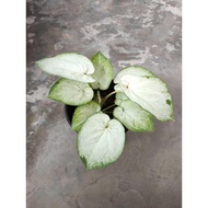 Caladium thai hybrid