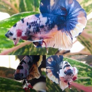 ikan cupang bluerim flamingo dasi merah putih topgrade