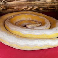 Retic Tiger Motley Lavender