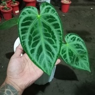 anthurium silver tiger narrow