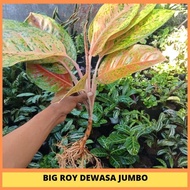 Tanaman Hias Aglonema Big Roy/Aglaonema Big Roy/Aglonema Lulaiwan