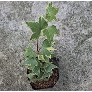 ripple english ivy vine