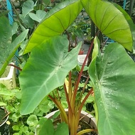 colocasia hawaiian punch induk (ada anak)
