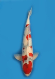 IKAN KOI IMPORT NISA KINDAI SHOWA MALE TANIGUCHI 61CM