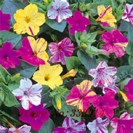 1 pack seeds kemboja/ bunga pukul 4 , Kamunting cina / bunga pukul 4 / 4 o'clock flower