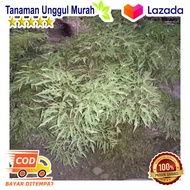 20 Batang Stek Tanaman Kedondong Laut Pagar Xna