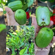 BIBIT JAMBU KIOJOK SUPER // BIBIT JAMBU AIR KIOJOK HASIL OKULASI