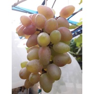 pokok anggur impot variety  BAIKONOR mudah berbuah/anak pokok anggur