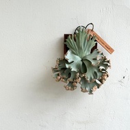 皮革製P. Little Crown dwarf 侏儒小皇冠鹿角蕨_送禮/收藏