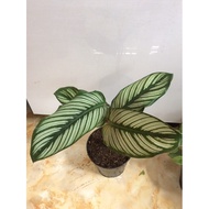 ◐Calathea white star -For Luzon &amp; visayas only