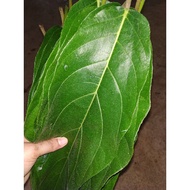 Daun pokok ara hutan / ara kelempong untuk bertungku 10 helai