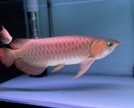 Ikan Arwana Super Red Blue Base