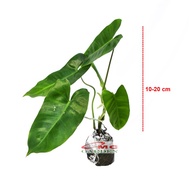 Philodendron Philo Brekele Burle Marx Tanaman Hias PBR-1020