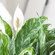 Variegated Domino peace lily
