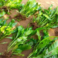 PoKOK LanGSUir Murah