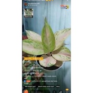 Aglaonema