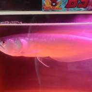 Arwana silver berkualitas UK 35cm