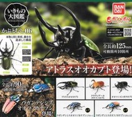 玩億清倉~ BANDAI  環保扭蛋 甲蟲 生物大圖鑑 06 獨角仙 鍬形蟲篇 單售～02號～現貨特價