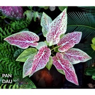 PART 2 Keladi POKOK Hidup Murah Viral Harga Bajet Anak Cantik Hiasan Bunga Caladium Rare PLANTS Thai USA ANYA ANYA