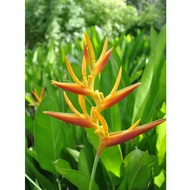 TKL - Outdoor Live Plants Big Size Heliconia x Nickerennsis polybag size 14x14