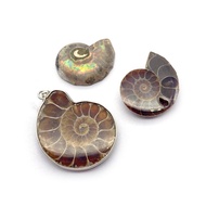 Natural Parrot Snail Ammonite Pendant | Colorful Conch Fossil Pendant Paleo Specimen DIY Jewelry Acc