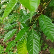 Bay Leaves / Samak / Lemongrass Leaves Wood (fresh/dry)
