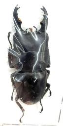 Dorcus taurus cribriceps.菲律賓金牛扁鍬形蟲50mm