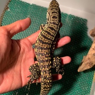 Tegu hybrid red * blue tegu