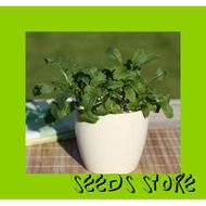 Vege Seeds (30pcs) / Arugula (Wasabi) / 芝麻菜（芥末）