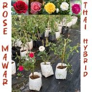 POKOK BUNGA ROSE MAWAR (WANGI) THAI GRAFTED ( KAWIN ) / ROSE MAWAR KAWIN TAHAN PANAS