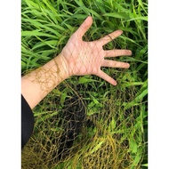 100m snake trap net with 4cm eyes, 1 arm 10m long, traps from 4 ounces to 3kg