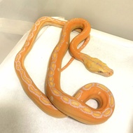 ular Albino golden child retic