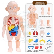 Human Body With Organs Anatomy Learning Toys Laboratory/Montessori 3D Human body anatomy