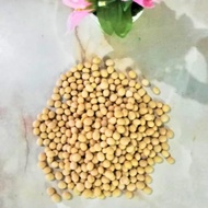 Kacang Soya Canada 加拿大黄豆 黄豆 豆浆 豆腐花 糖水 黄豆牙 Soya Bean Canada Non Gmo