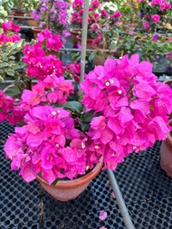 Bougainvillea Red flower medium pot flower real live plant free extra organic fertilizer 0.5kg free doorstep delivery