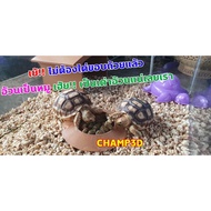 Turtle Food Tray Stand Easy To Eat Ramp Tilt Print3d Plastic Clean Durable Width 11cm Hole 6cm