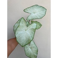 NL | Caladium Florida Mooonlight / Keladi Moonlight