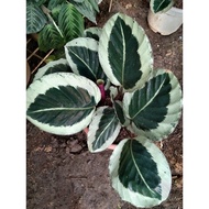 plants calathea live p