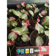 Ubi baru bercambah/Keladi Rare/ Caladium Shycool /Thai Hybrid/Keladi Hidup