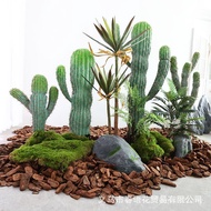 Bonsai Potted Plant Large Cactus Pillar Planting Mexico Fake Wholesale Tropical Plant Green Simulati