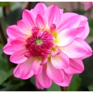 5 Biji Segar Benih Bunga Dahlia 'Sincerity' Flower Dahlia Seed - 5 Seed
