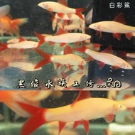 【黑俊水族工坊】 請加購保麗龍、白彩鯊 黑彩鯊 虎頭鯊 銀鯊