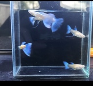 Skyblue Albino blue topaz ribbon guppy fish aquarium