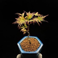 SG3597-日本青竜羽毛楓優選株🔥精品植物小盆栽禮物🔥