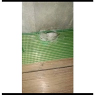 SUARA WALET AKAU < RESPON WALET GARANSI BONUS PARFUM JAWARA