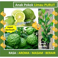 Anak Pokok Limau Purut 麻风柑 树苗 Sapling Lime