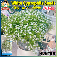 Biji Benih Bunga White Gypsophila Flowers Seeds for Sale (10pcs/pack) 白色满天星种子 Fresh Baby Breath Flow