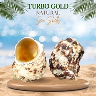 1 Kilo | Turbo Gold | Mouth Turban | Natural Seashell